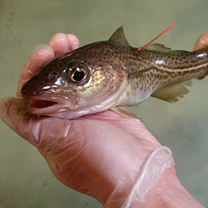 Hand som håller märkt torsk