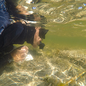 Dykare som tittar på undervattensväxter