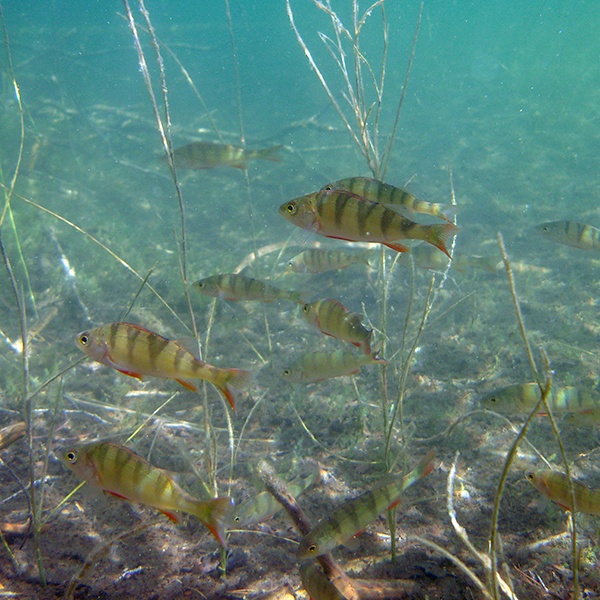 Stim av små abborrar