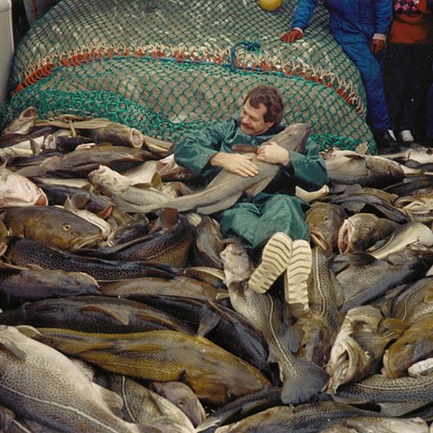Forskare liggandes på stor fångst av torsk