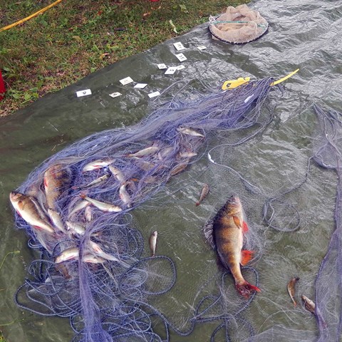 en abborre och fiskar i nät ligger på en presenning