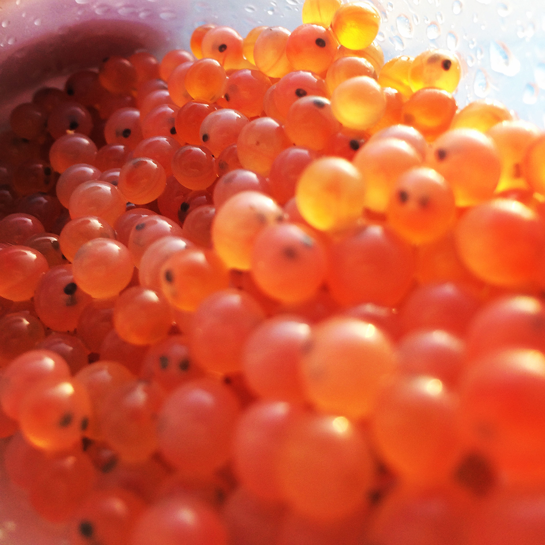 Salmon eggs