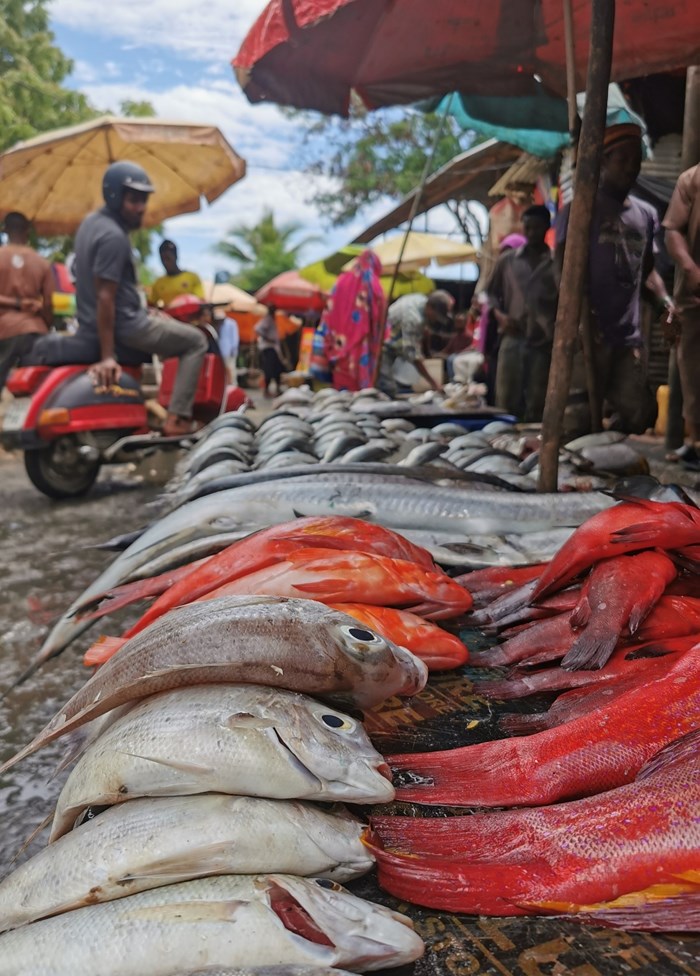 Fish lined up in a market in Zanzibar