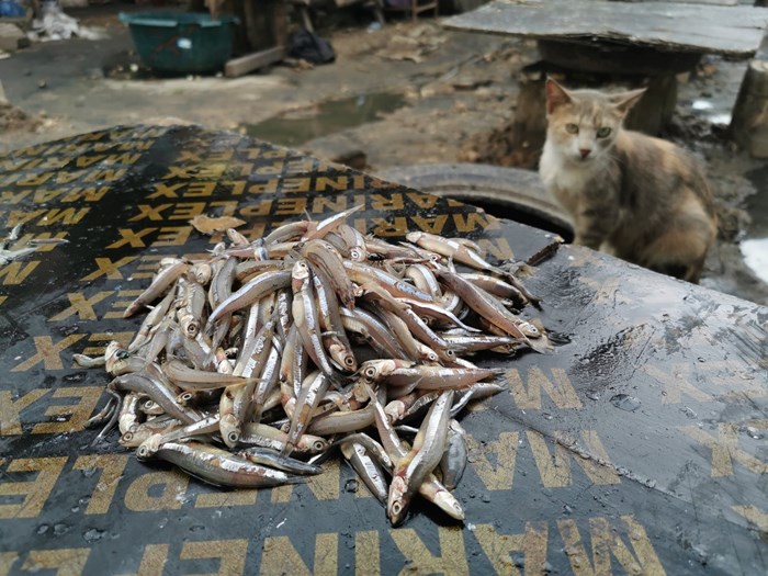 Small fish are in a pile on a table