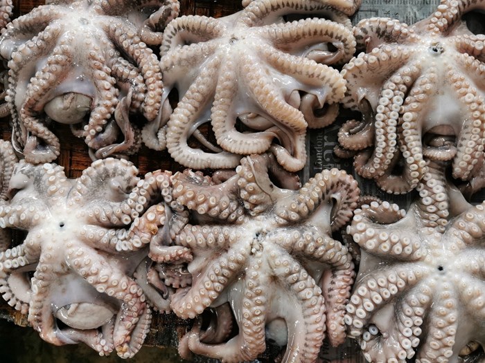 Squid from the market in Zanzibar Town, Tanzania