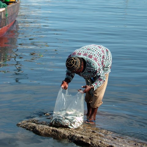 A fisherman in Zanzibar, Tanzania looking at his daily catch.