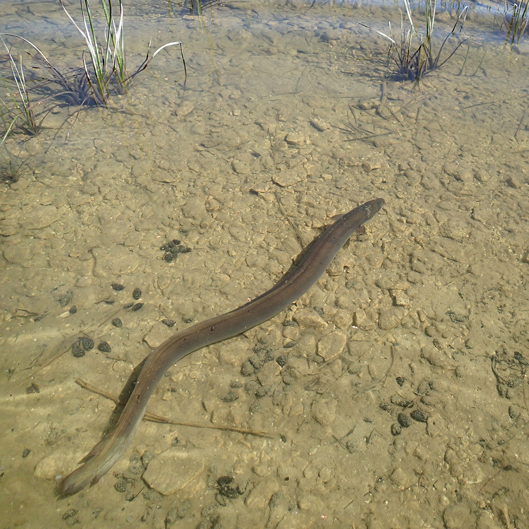 Ål mot stenig botten