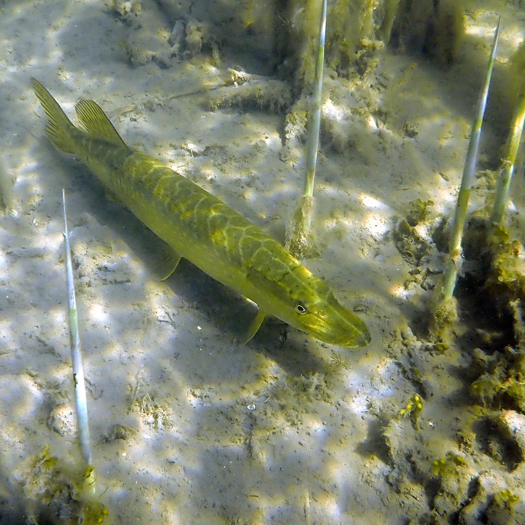 Gädda som lurar i vassen