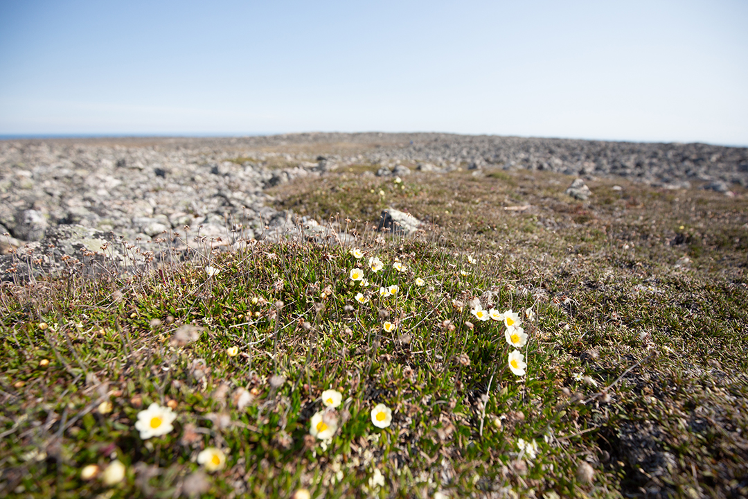 Små vita blommor på fjällsida