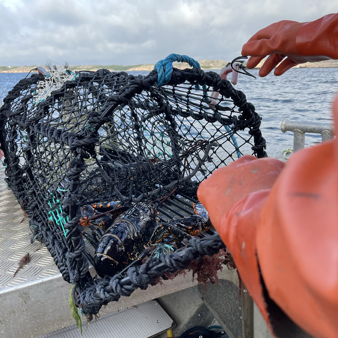 Hand som plockar ut hummer ur tina