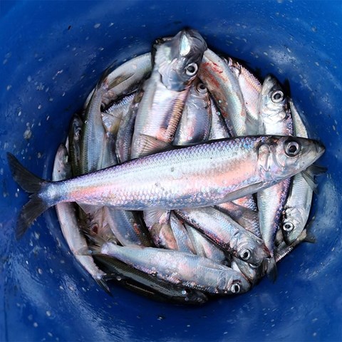 Basket filled with herring