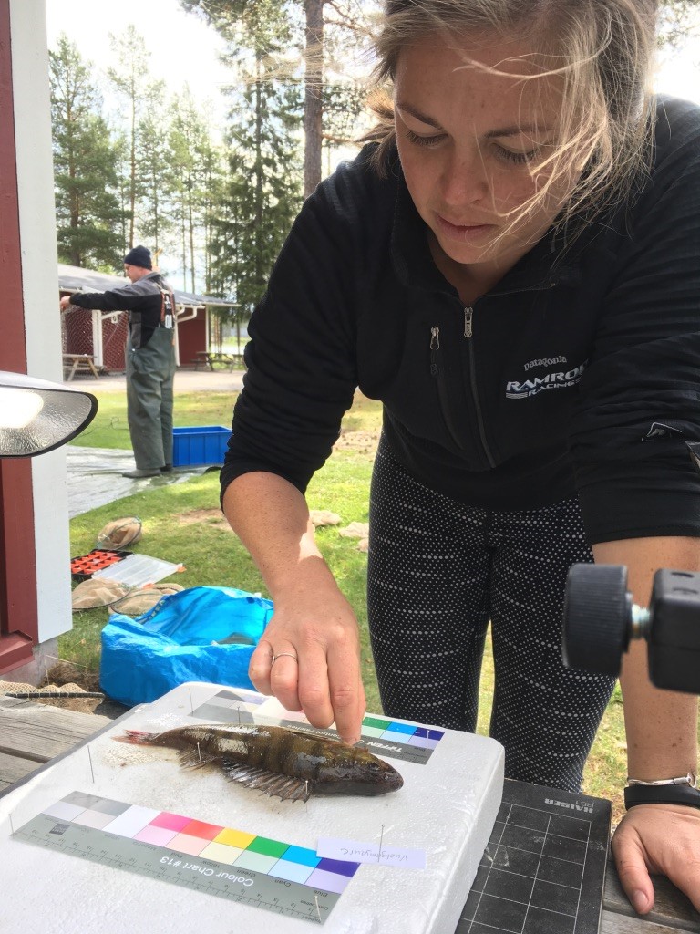 A person prepares a perch to be photographed on a table