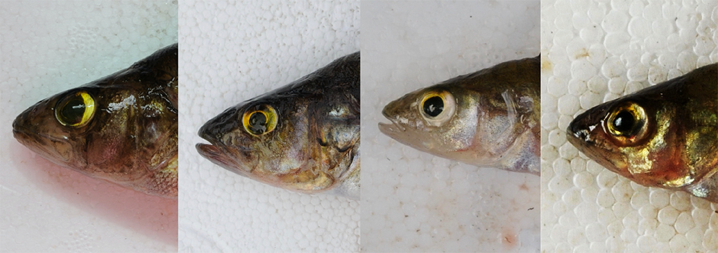 Image collage of perch eyes