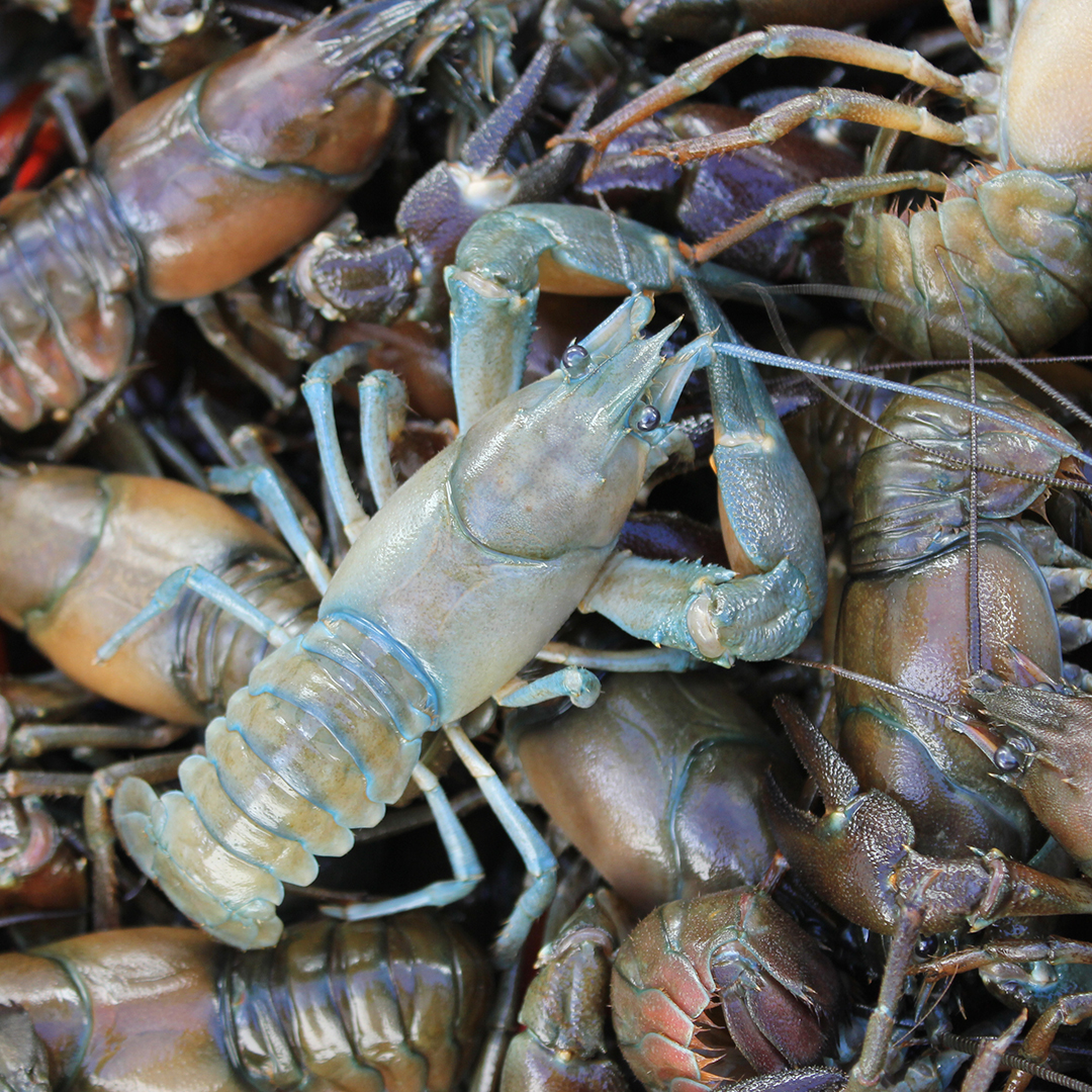 Många små signalkräfor