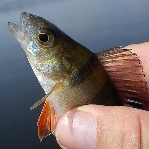 Hand som håller i en abborre