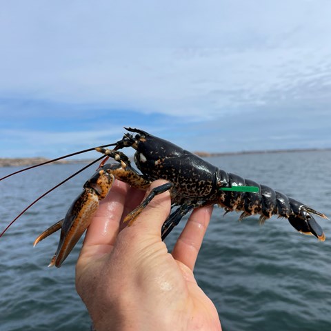 Hand som håller en hummer