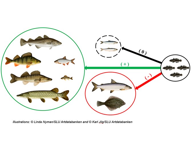 Illustration över interaktion mellan fiskarter