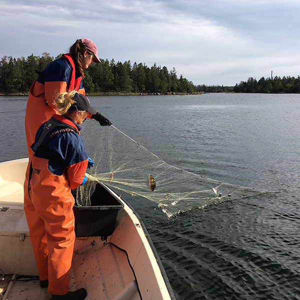 Två personer drar upp ett fiskenät från fören på en båt. Foto. 