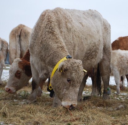 GPS collared cattle.