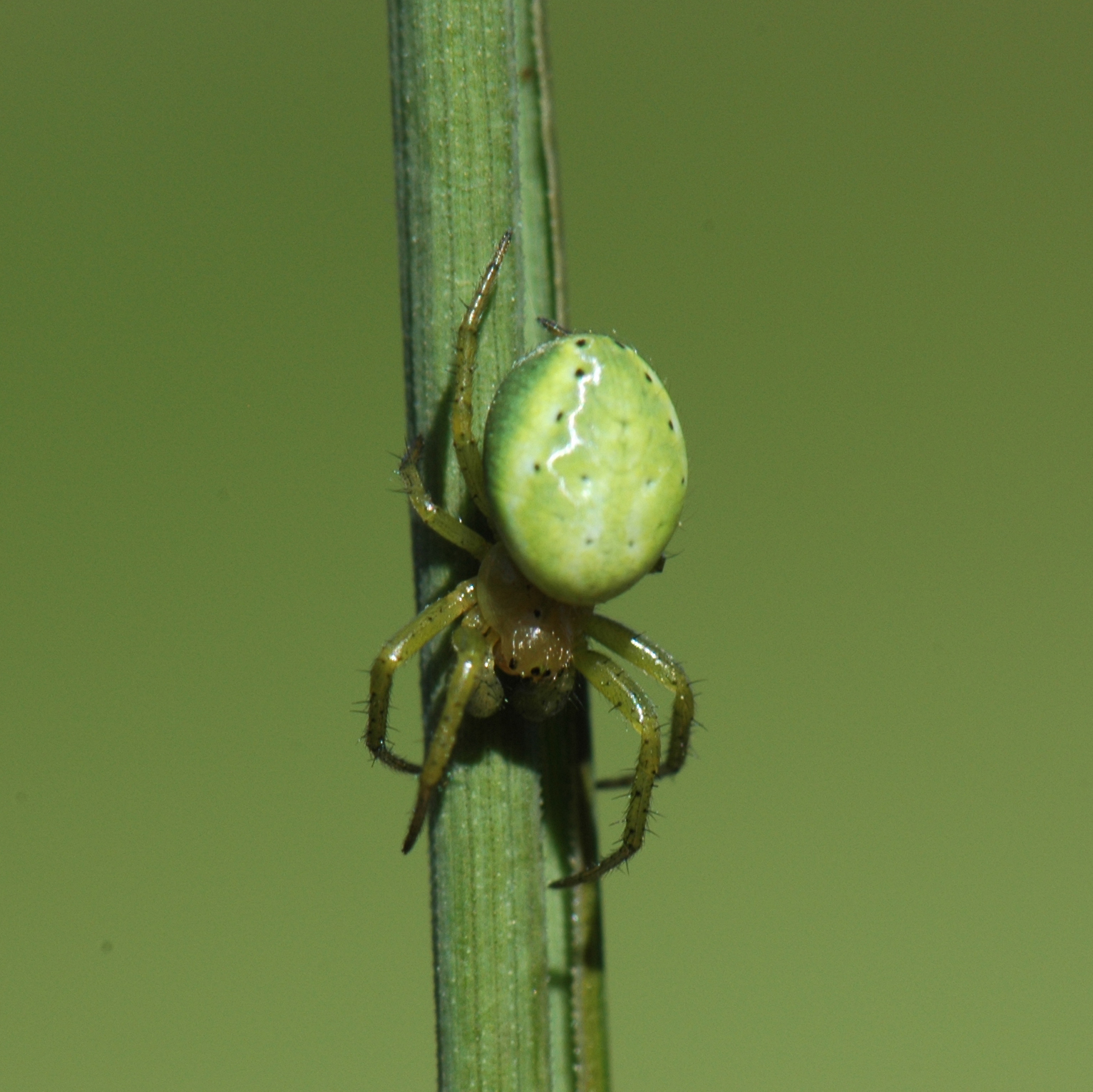 Green spider on a blade of grass. Photo.