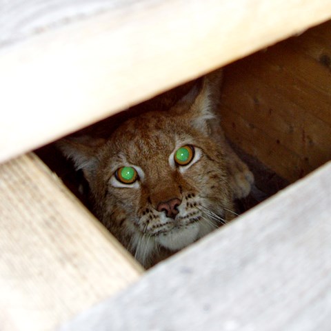 A lynx cat looking at you from a box.