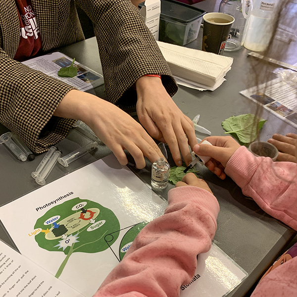 Two pairs of hands conduct an experiment with a leaf.