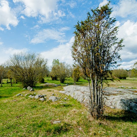 Open landscape with bushes and stones..