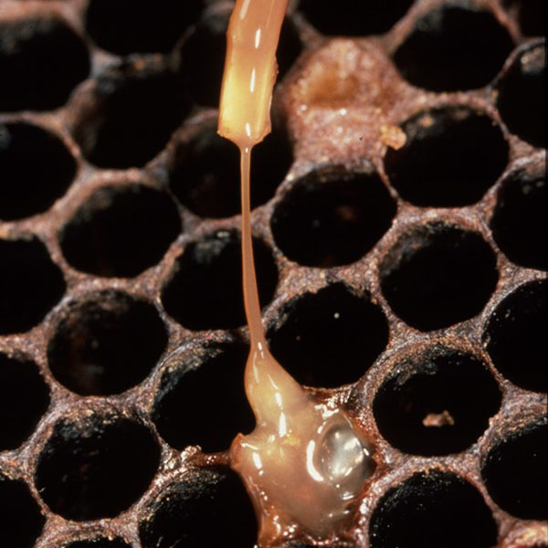 Kletiga rester av yngel på pinne.