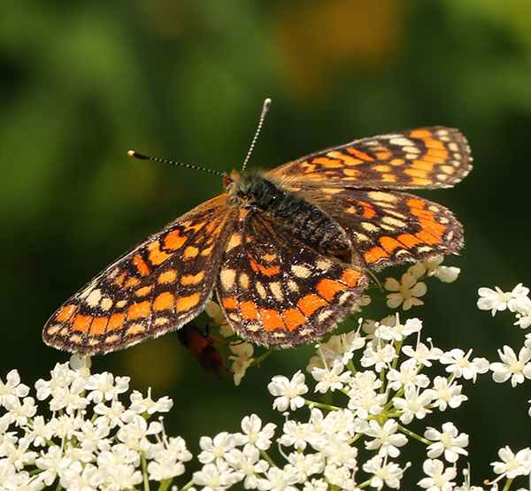 Fjäril med mönster i brunt och orange.