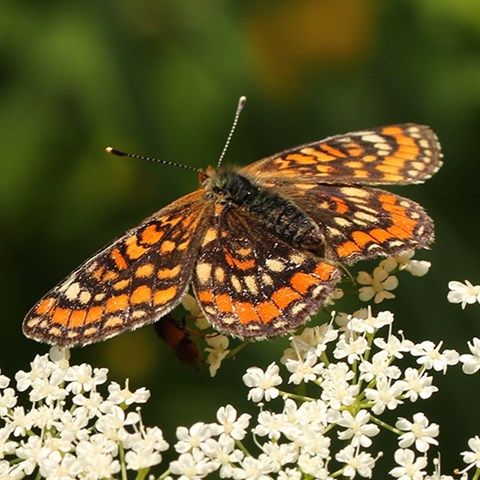 Fjäril med mönster i brunt och orange.
