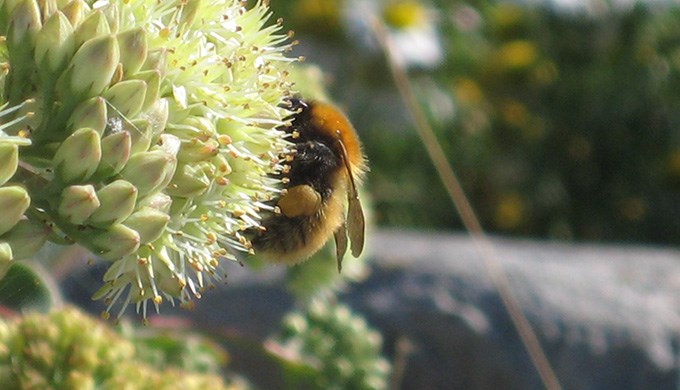 Humla på blomma.