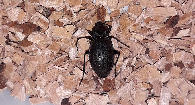  Large beetle