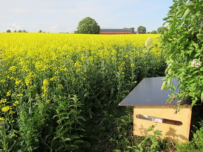 House for bumblebees beside an oilseed rape field. 