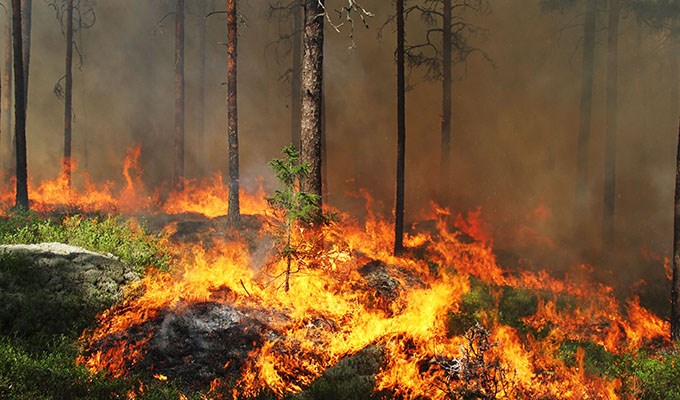 Det brinner på marken i skogen.