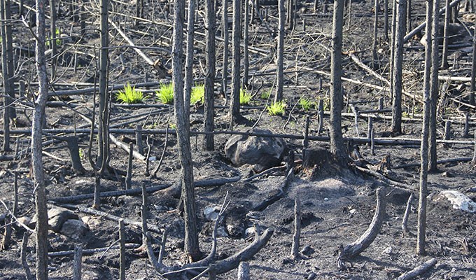 Tuvor av grönt gräs på bränd mark i skogen.