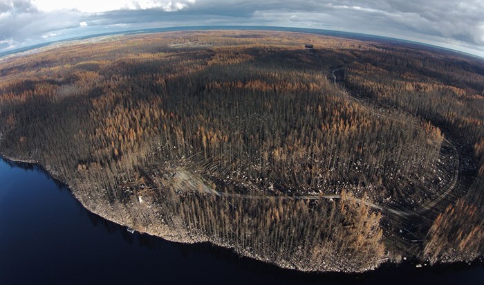 Stort område bränd skog invid en sjö. Flygbild.