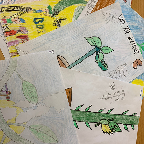 Teckningar av bönplantor.