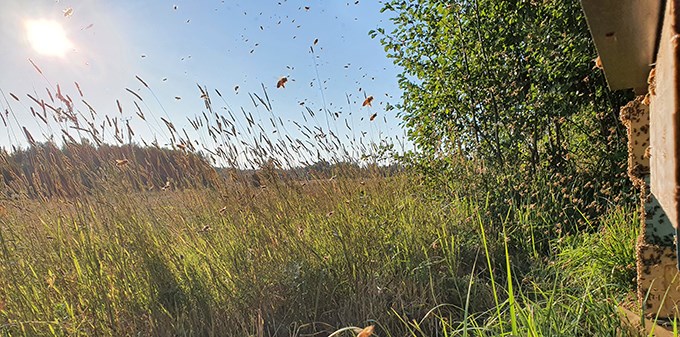 Flying honey bees.