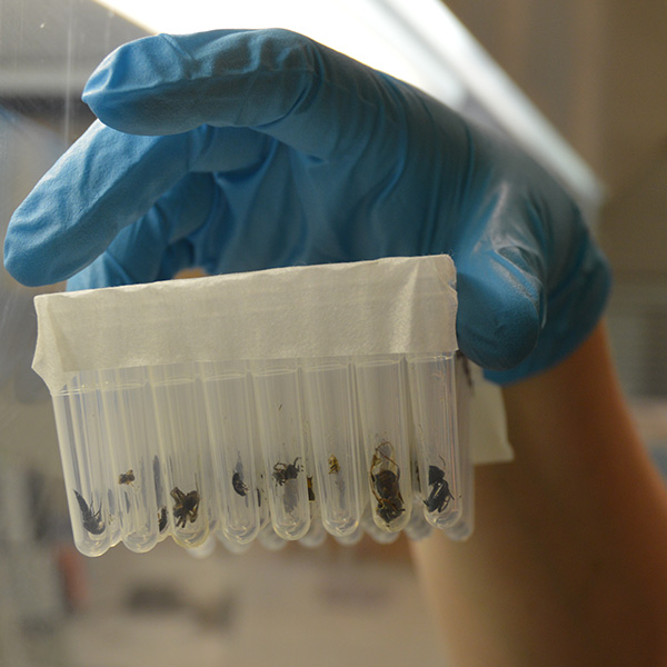 Hand with blue glove holds  test tubes with insects.
