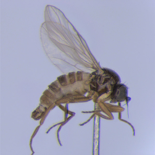 Närbild på fluga. Foto.