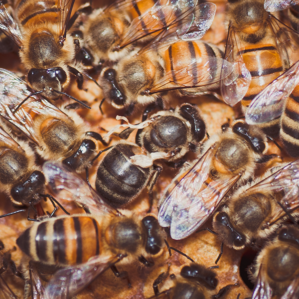 Bi med mycket små vingar.