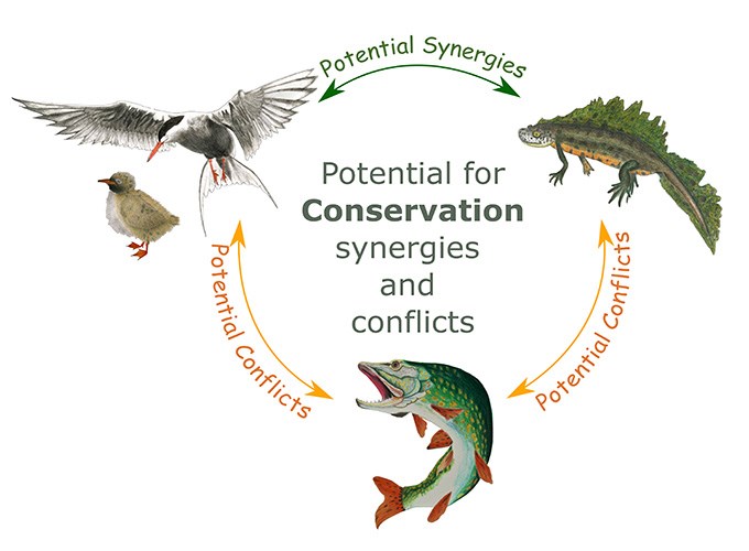 Möjliga synergier mellan fåglar och groddjur, möjliga konflikter mellan fiskar, fåglar och groddjur 