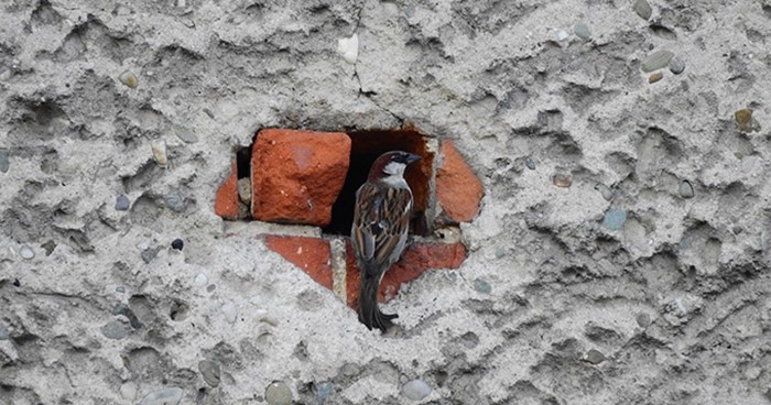 Bird in a crevice in a house