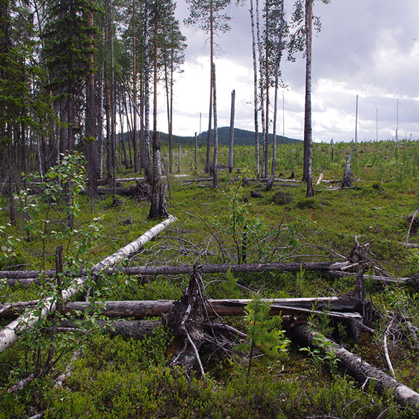 Hygge med döda liggande träd