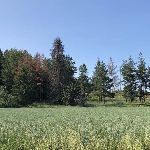 Döda tallar i skogskant.