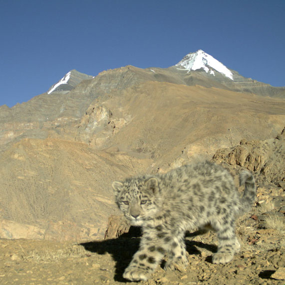 Snöleopard i bergen.