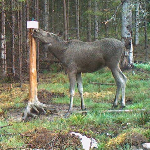 Älg slickar på saltsten