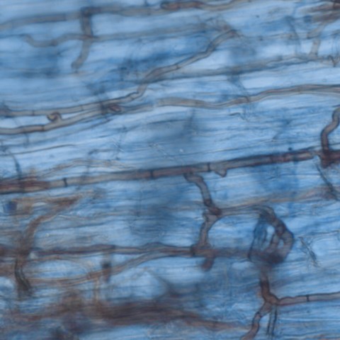 Dark lines on a blue background