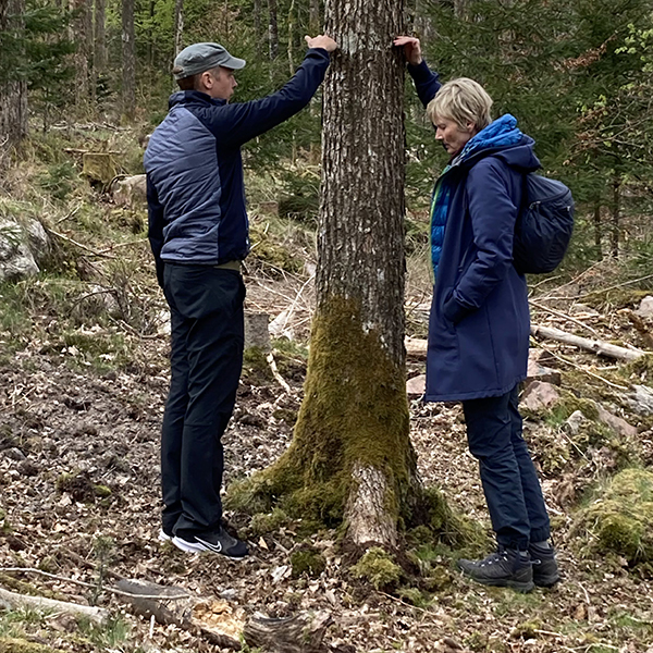 Två personer tittar på ett träd..