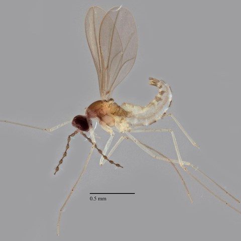 Small insect